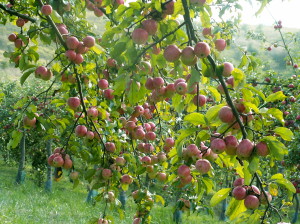 Les pommes bio encore mésestimées en France 