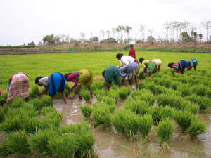 riz basmati (Inde et Pakistan)