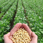Des cultures de soja souvent OGM