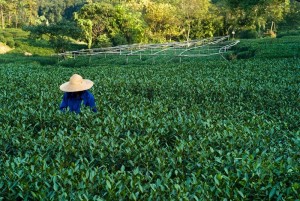 récolte thé vert Japon