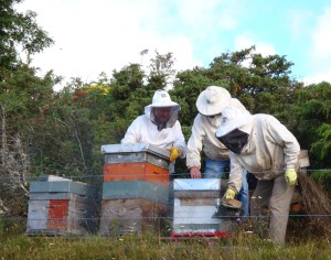 abeilles et environnement