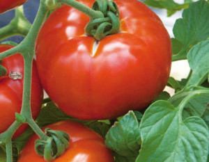 tomate hybride Inra