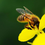 abeille pollinisateur