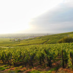 climat réchauffement vin