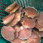 coquilles Saint-Jacques Fruits de mer