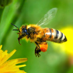 abeille pollen nectar