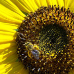 pollen abeilles