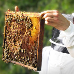 abeilles apiculteur pesticides