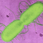 bactéries Escherichia coli