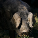 cochon Porc Noir de Bigorre