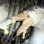 foie gras souffrance