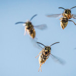 pesticides et pollinisateurs