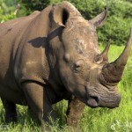 rhinocéros Afrique